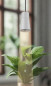 Preview: Bioledex GoLeaf LED Pflanzenlampe Vollspektrum GU10 4W 3400K Pflanzenbeleuchtung