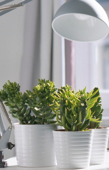 Bioledex GoLeaf LED Pflanzenlampe Vollspektrum E27 A60 9W Pflanzenbeleuchtung