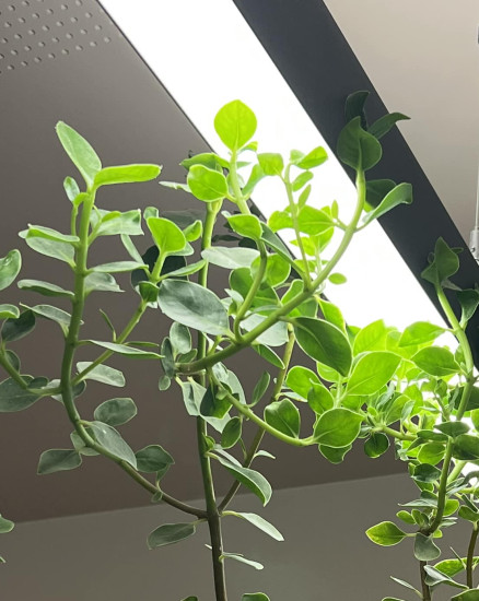 Bioledex GoLeaf LED Röhrenleuchte IP65 1200 48W Vollspektrum