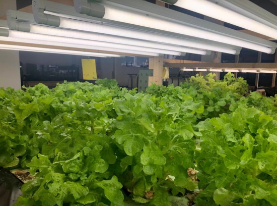 Bioledex GoLeaf Vollspektrum LED Röhre 120cm T8 G13 Retrofit für Pflanzenleuchte