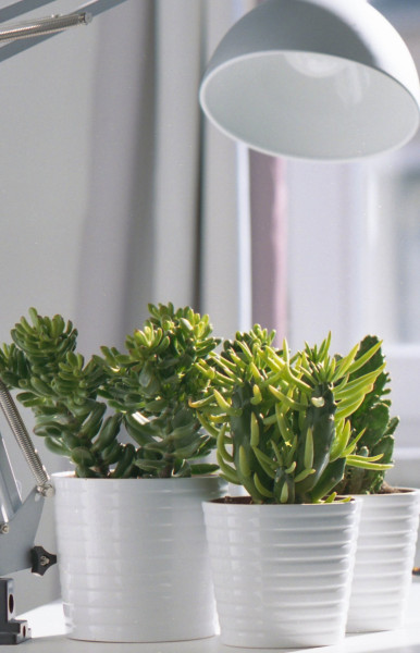 Bioledex GoLeaf LED Pflanzenlampe Vollspektrum E27 A60 9W Pflanzenbeleuchtung