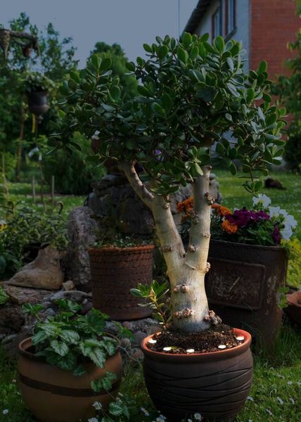 Eglo 900117 SPINETOLI 2 LED Außen-Stehleuchte 6x0,4W 6900x30mm Transparent Timer Warmweiss IP65