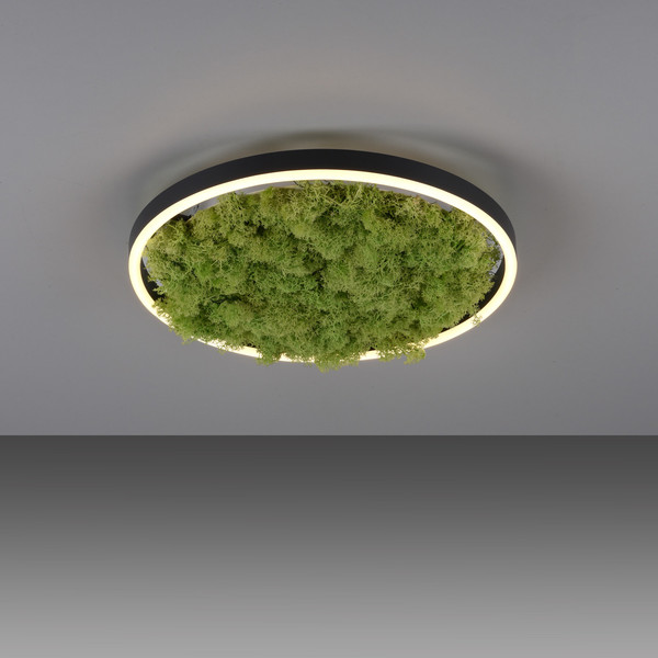 JUST LIGHT GERDA RITUS LED Deckenleuchte Warmweiss Dimmbar 20W moos 15391-66
