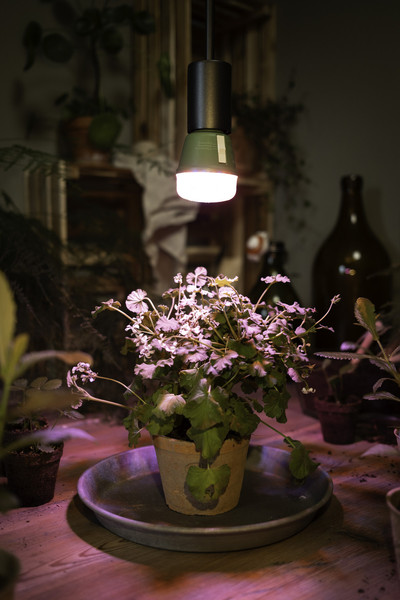 OSRAM LED Leuchtmittel LED STAR GROW T LAMP 10W Clear E27 4058075845787